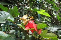 Passiflora racemosa